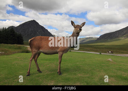 Eine schöne weibliche Rothirsch stehend auf dem grünen Rasen vor Buachaille Etive Mor Stockfoto