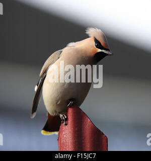 Eine schöne rote Stahlzaun böhmischen Seidenschwanz gehockt Stockfoto