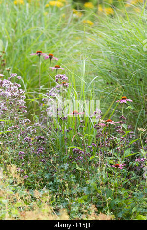 Wildblumen in einem englischen Landhaus-Garten Stockfoto