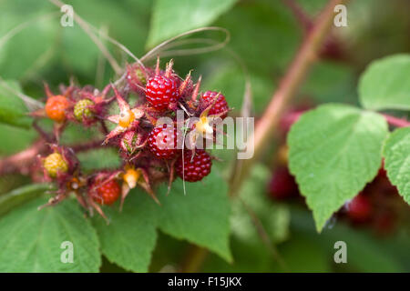 Reife wilde Himbeere am Rebstock im Frühsommer Stockfoto