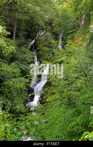 Am Stock Ghyll Kraft in der Nähe von Ambleside, Cumbria, Nationalpark Lake District, England, UK. Stockfoto
