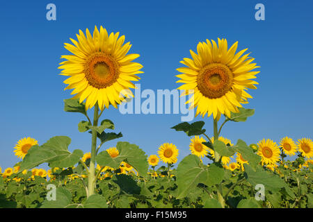 Gemeinsamen Sonnenblumen (Helianthus Annuus) gegen Clear Blue Sky, Toskana, Italien Stockfoto