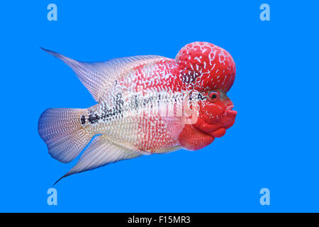 Flowerhorn Cichlid oder Cichlasoma Fische im aquarium Stockfoto