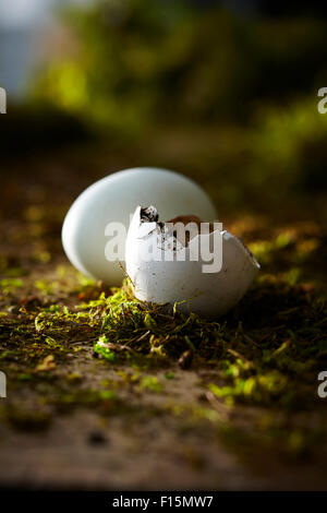 Ein ganz weißes Ei und einem gebrochenen Eierschale auf Schmutz und Moos Stockfoto