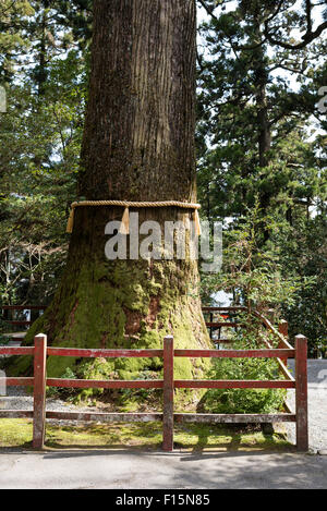 800 Jahre alten Zeder mit gelben Stroh Seil an Hakone-Schrein am See Ashi Stockfoto