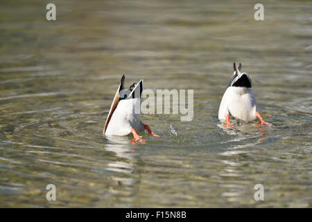 Nahaufnahme von zwei Stockente Enten (Anas Platyrhynchos) mit dem Kopf unter Wasser, auf See Grundlsee im Winter, Steiermark, Österreich Stockfoto