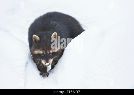 Nahaufnahme eines gemeinsamen Waschbären (Procyon Lotor) im Winter, Bayerischer Wald, Bayern, Deutschland Stockfoto