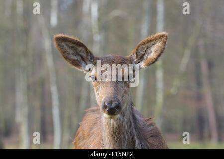 Close-up Portrait der Rothirsch (Cervus Elaphus) im frühen Frühling, Weiblich, Hessen, Deutschland Stockfoto