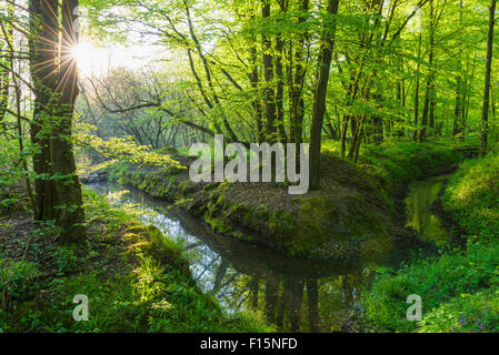 Buche (Fagus Sylvatica) Wald und Bach im Frühjahr, Hessen, Deutschland Stockfoto