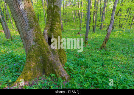Nahaufnahme der Baumstamm in Buche (Fagus Sylvatica) Wald im Frühjahr, Hessen, Deutschland Stockfoto