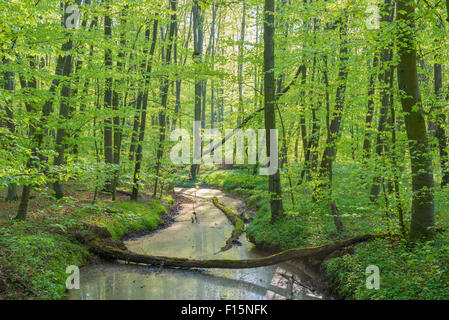 Buche (Fagus Sylvatica) Wald mit umgestürzten Baum und Bach im Frühjahr, Hessen, Deutschland Stockfoto