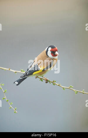 Nahaufnahme des Europäischen Stieglitz (Zuchtjahr Zuchtjahr) im frühen Frühjahr, Steiermark, Österreich Stockfoto