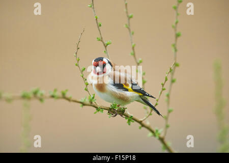 Nahaufnahme des Europäischen Stieglitz (Zuchtjahr Zuchtjahr) im frühen Frühjahr, Steiermark, Österreich Stockfoto