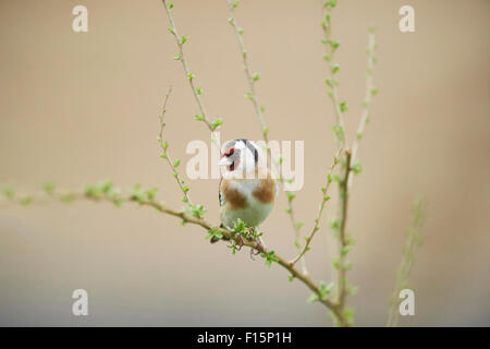 Nahaufnahme des Europäischen Stieglitz (Zuchtjahr Zuchtjahr) im frühen Frühjahr, Steiermark, Österreich Stockfoto