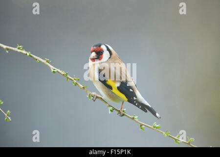 Nahaufnahme des Europäischen Stieglitz (Zuchtjahr Zuchtjahr) im frühen Frühjahr, Steiermark, Österreich Stockfoto