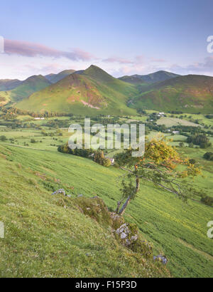 Causey Hecht und Newlands Tal von Skelgill Bank, Katze Glocken, englischen Lake District Nationalpark Stockfoto