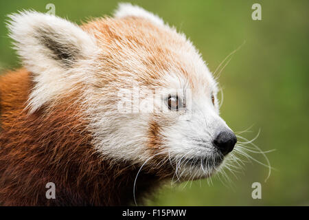 3/4-Portrait des roten Pandas vor einem grünen Hintergrund Stockfoto