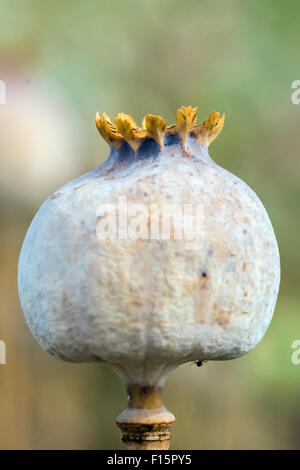 Reife Kreuzblumen mit Mohnfeld im Hintergrund Stockfoto