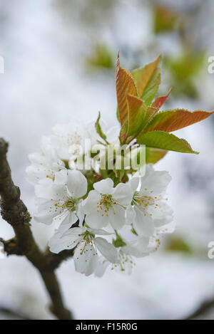Nahaufnahme der Sauerkirsche (Prunus Cerasus) blüht im Frühjahr, Oberpfalz, Bayern, Deutschland Stockfoto
