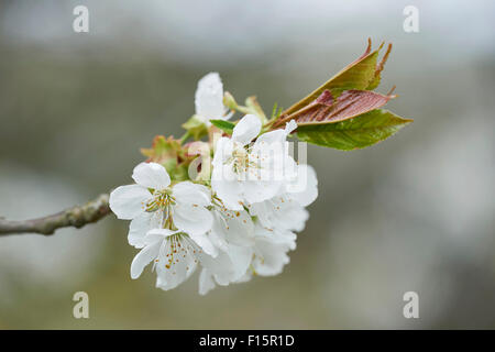 Nahaufnahme der Sauerkirsche (Prunus Cerasus) blüht im Frühjahr, Oberpfalz, Bayern, Deutschland Stockfoto