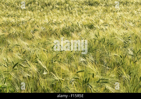 Gerste im Bereich Reifen. Stockfoto