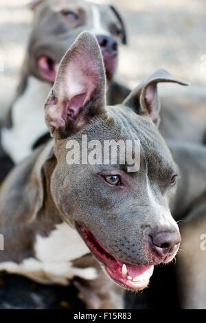 Porträt von zwei Lächeln, gesunde und glückliche blaue Pitbull-Hunde Stockfoto