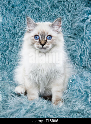 Porträt von flauschigen weißen Ragdoll Kätzchen mit blaue Augen auf Türkis lange Haare piercing strukturiertem Hintergrund Stockfoto