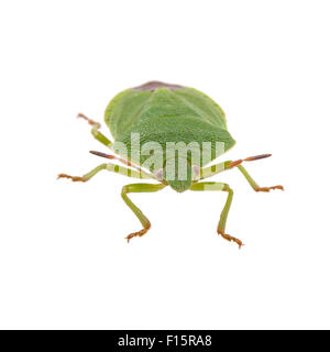 Grünes Schild Bug isoliert auf weißem Hintergrund Stockfoto