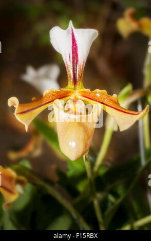 Orchidee in voller Blüte, schöne Blume in voller Blüte Stockfoto