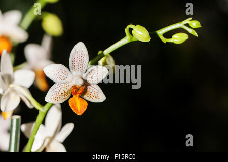 Orchidee in voller Blüte, schöne Blume in voller Blüte Stockfoto