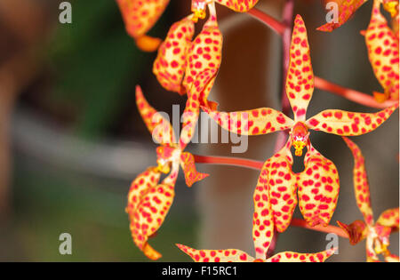 Orchidee in voller Blüte, schöne Blume in voller Blüte Stockfoto