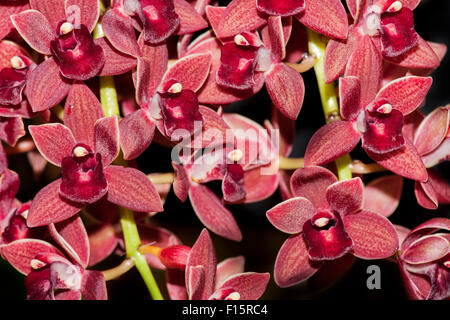 Orchidee in voller Blüte, schöne Blume in voller Blüte Stockfoto