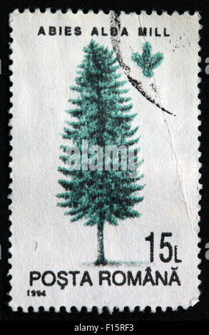 Posta Romana 15L Abies Alda Mill Baum Stempel Stockfoto