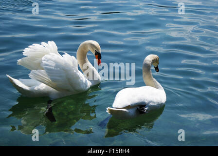 Zwei Schwäne auf einem See, einem breitet seine Flügel Stockfoto