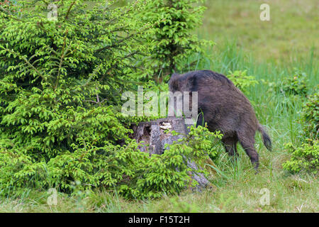 Männliche Wildschweine (Sus Scrofa), Spessart, Bayern, Deutschland Stockfoto