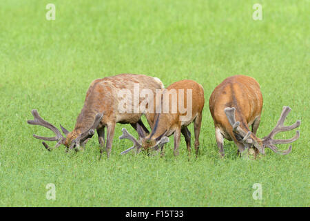 Rothirsch (Cervus Elaphus) im Sommer, Bayern, Deutschland Stockfoto