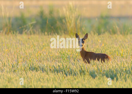 Weibliche Western Reh (Capreolus Capreolus) im Maisfeld, Hessen, Deutschland Stockfoto