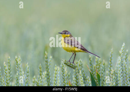 Männliche Western Schafstelze (Motacilla Flava), Hessen, Deutschland Stockfoto