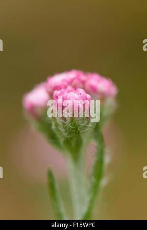 Nahaufnahme der Mountain Everlasting (Antennaria Dioica) blüht im Frühsommer, Oberpfalz, Bayern, Deutschland Stockfoto