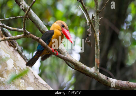 Storch-billed Kingfisher (Halcyon Capensis), stehend auf einem Ast Stockfoto