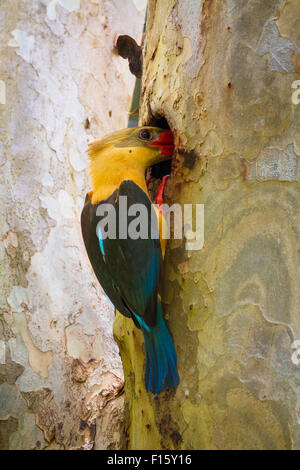 Storch-billed Kingfisher Fütterung juvenile im Nest. Stockfoto