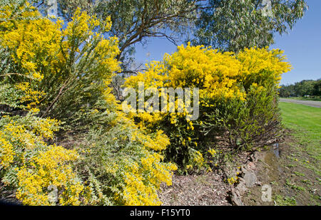 Flechtwerk, Australiens nationales Blumenemblem auch stellvertretend für die Nationalfarben grün und Gold. Stockfoto