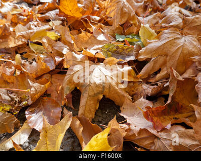 Laub im Herbst von einer Platane Stockfoto