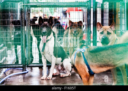Verschiedenen Mischlingshunde Vermischung über im Käfig Tierheim Rettungs-Anlage Stockfoto