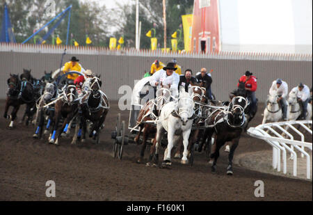 Calgary Stampede 2015 Chuckwagon Rennen Stockfoto