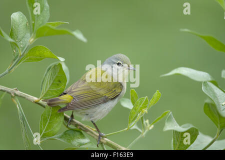 Tennessee Warbler - auf Migration Leiothlypis Peregrina Golf Küste von Texas, USA BI027748 Stockfoto