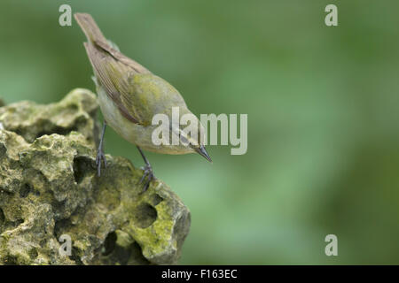 Tennessee Warbler - auf Migration Leiothlypis Peregrina Golf Küste von Texas, USA BI027749 Stockfoto