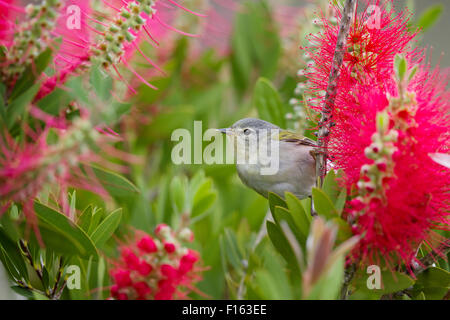 Tennessee Warbler - Bottlebrush Blüte Leiothlypis Peregrina Golfküste von Texas, USA BI027751 Stockfoto