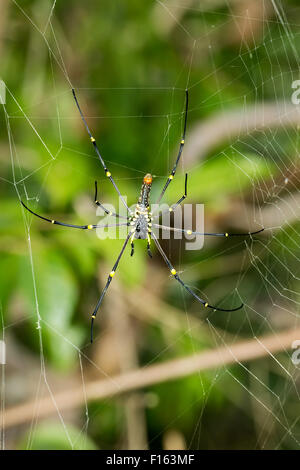 Nahaufnahme von Giant Spider Web (Nephila Pilipes), Bali, Nusa Penida, Indonesien Wildlife Stockfoto