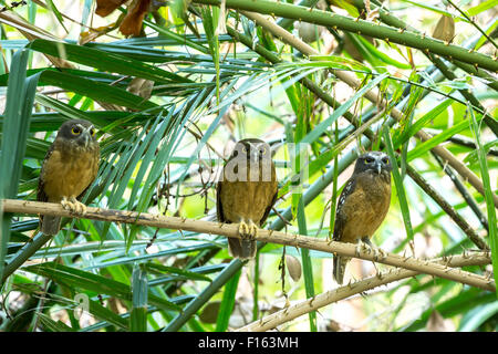 Ocker-bellied Boobook (Ninox auch) in Sulawesi, Indonesien, Tangkoko Nationalpark Stockfoto